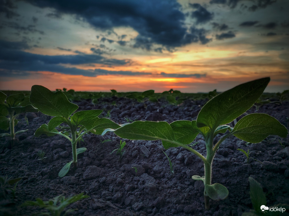 Ma sem kedveztek az égiek...