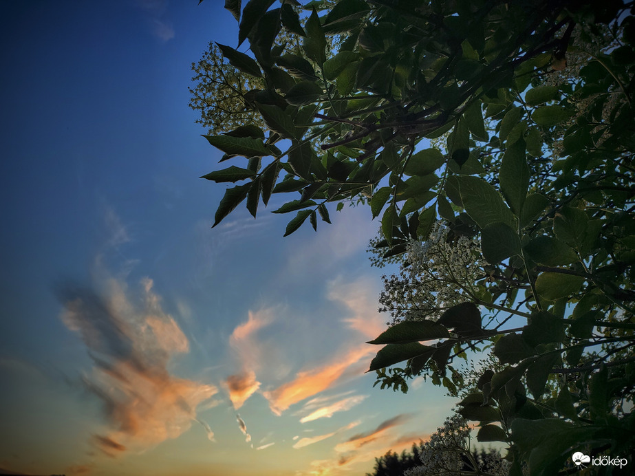 Alkonyati bodza virágzás