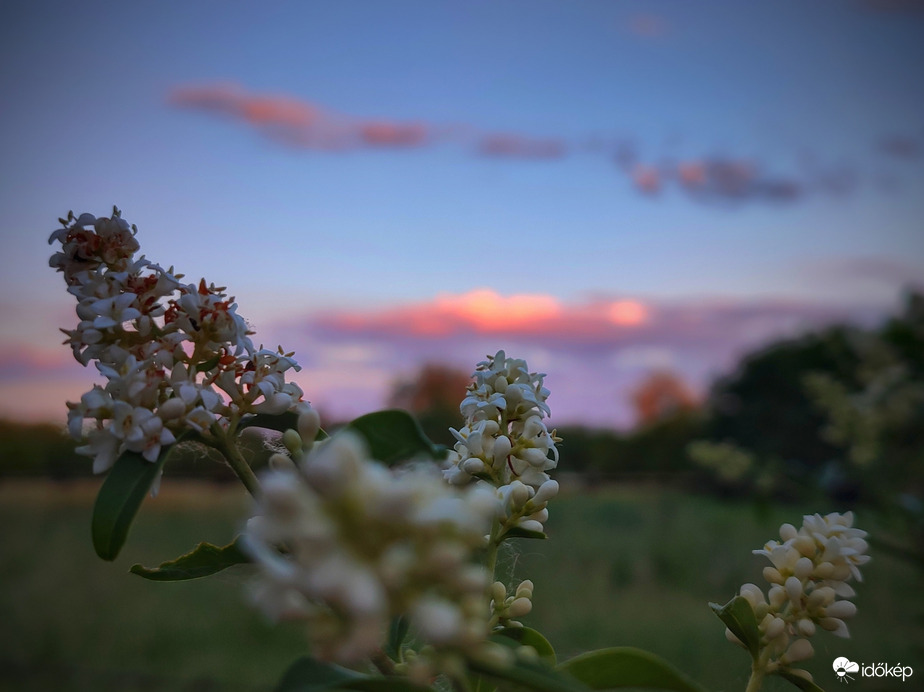 Naplementében fürdő gomolyok fagyallal
