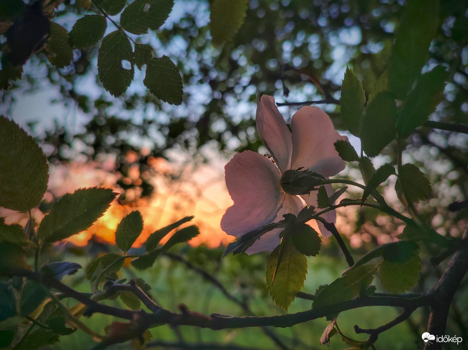 Elvirágzó csipkerózsa naplementéje