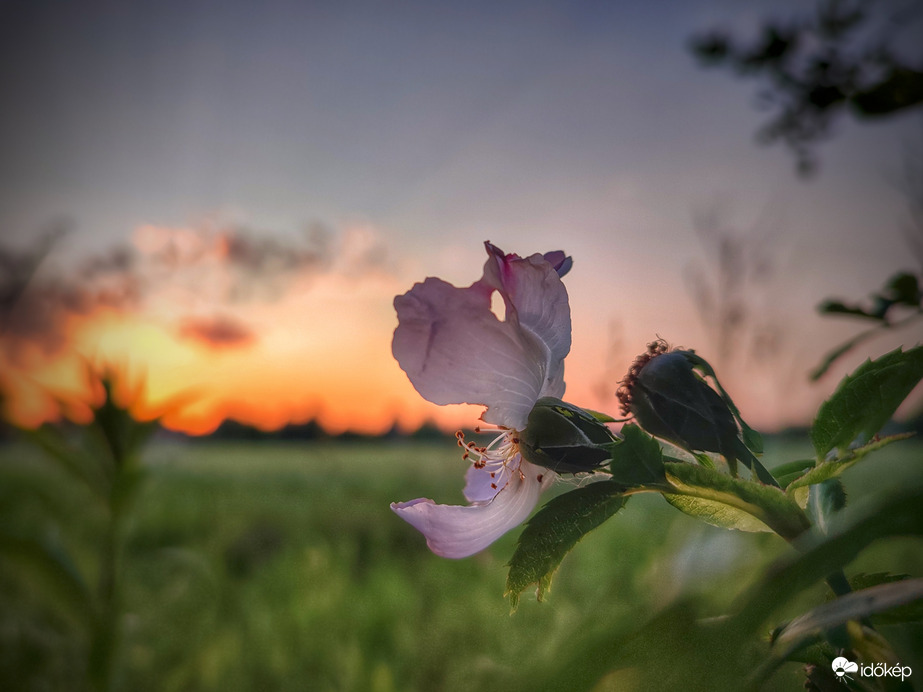 Leköszönő vadrózsa virág a Tyndallos napnyugtában