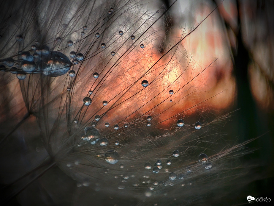 Gyöngyök az alkonyatban