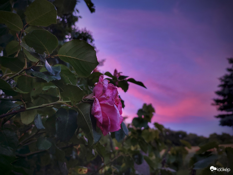 Rózsás alkonyat