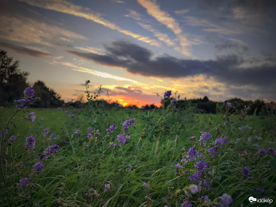 Szél úrfi a lucernákon is munkálkodik