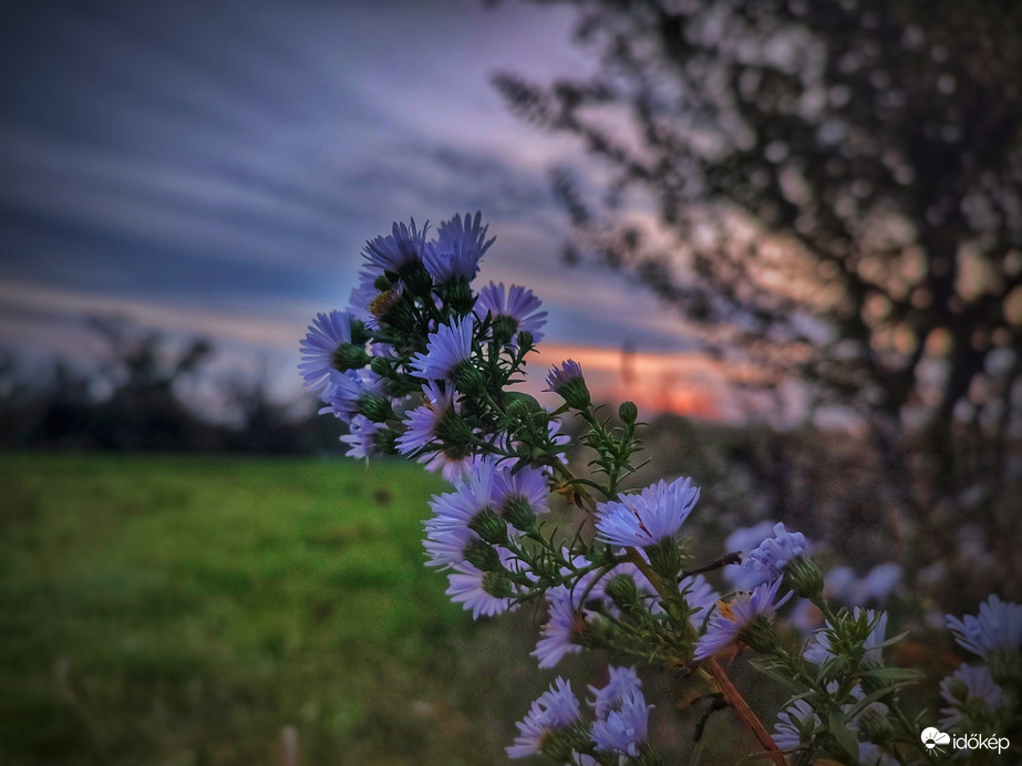 Őszirózsás nyugodt naplemente