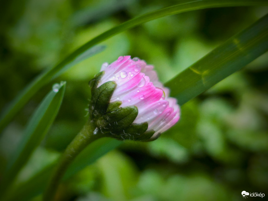 Százszorszép eső utáni tündöklése