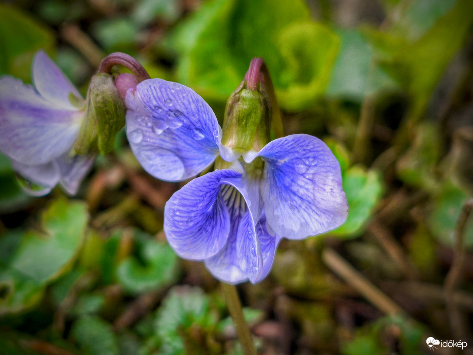 Ibolya is szert tett gyöngyökre