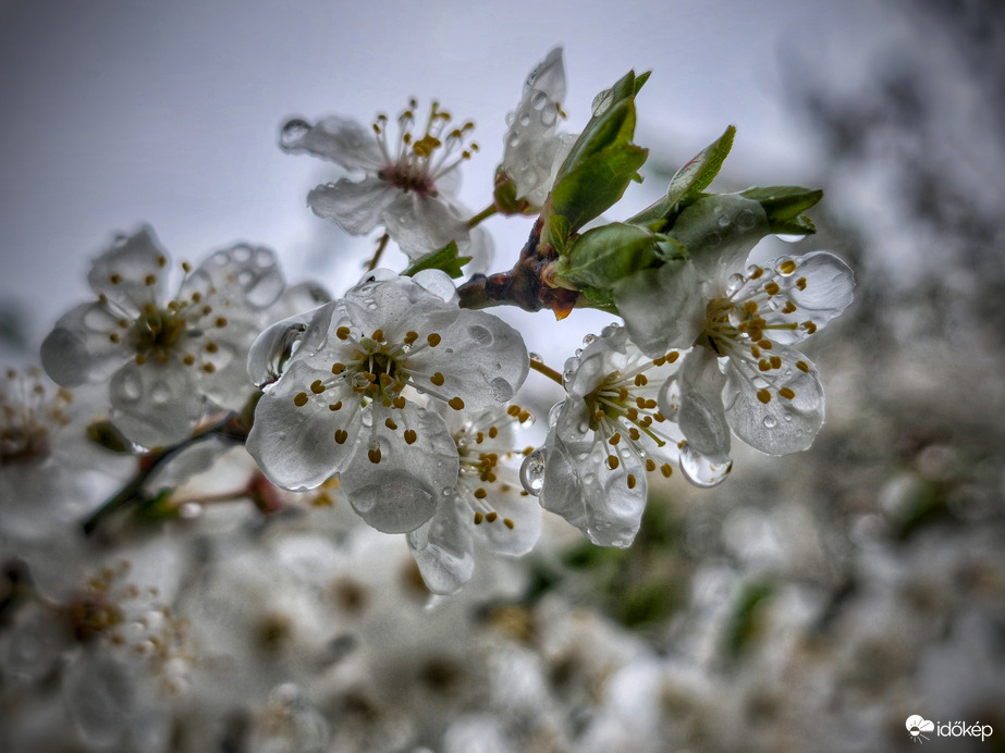 Szirmok tengere az eső elvonultával