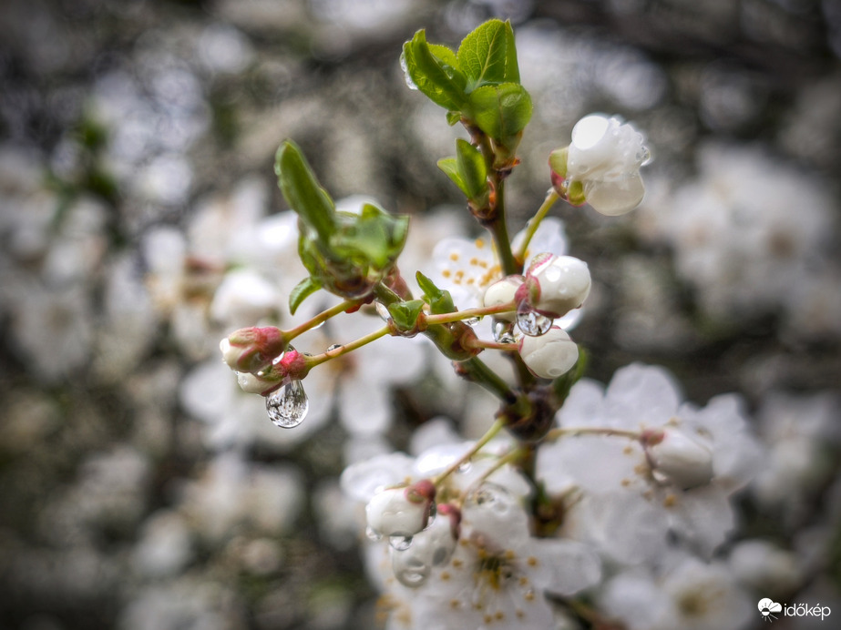 Nem ártana egy kis napsütés sem a beporzáshoz
