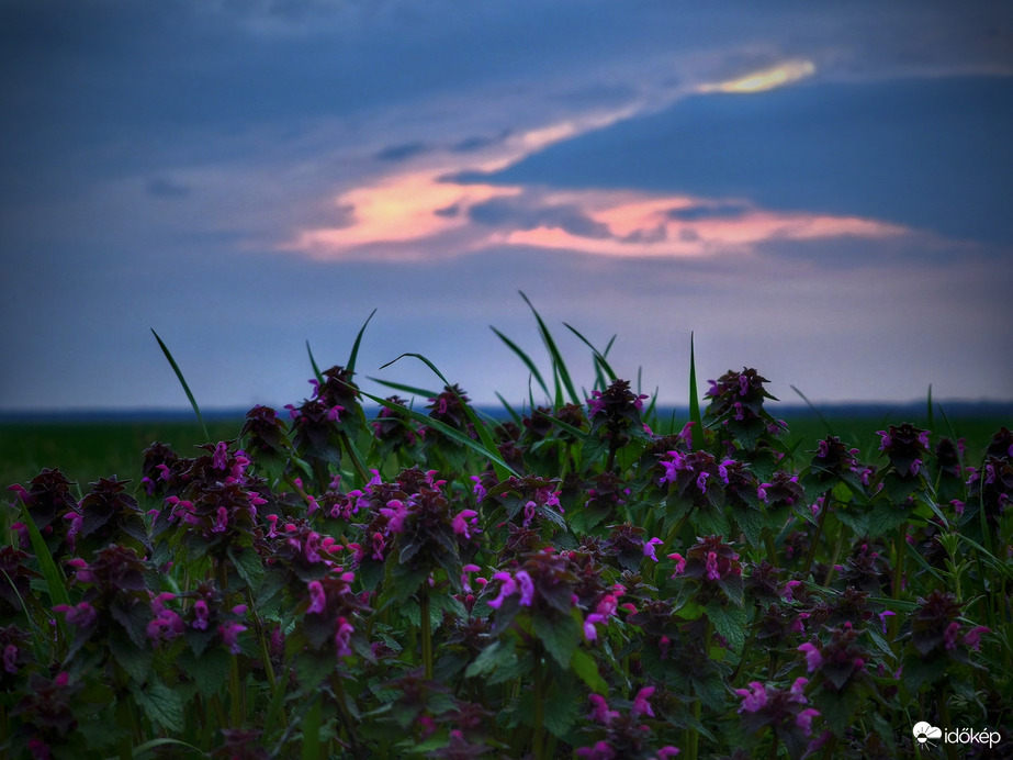 Árvacsalános borús naplemente