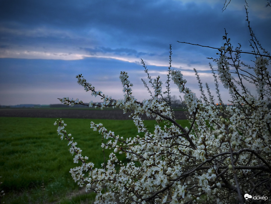 Borús időt megtörő néma virágzás...