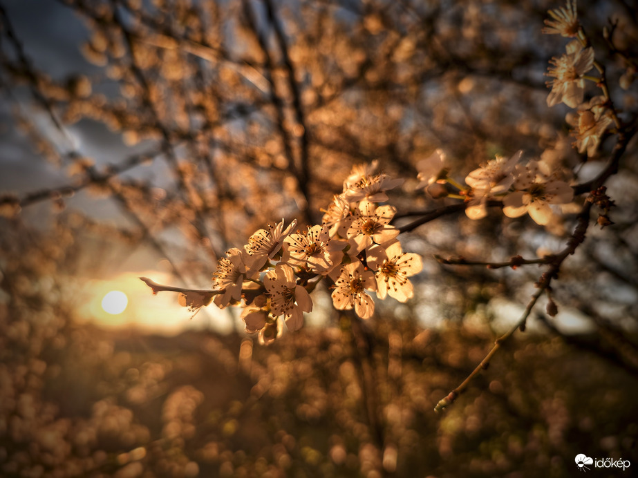 Ellenfényes virágos naplemente