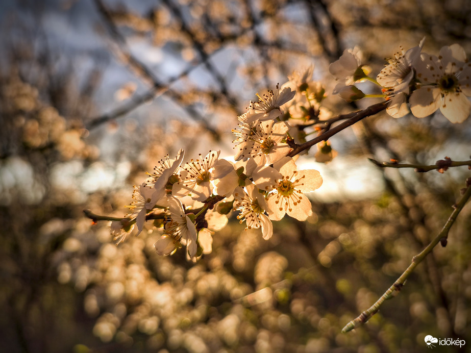 Március utolsó sugaraiban fürdőző virágok
