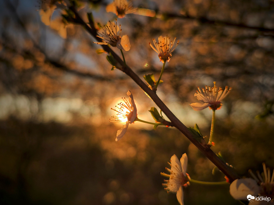 Elvirágzás a naplementében