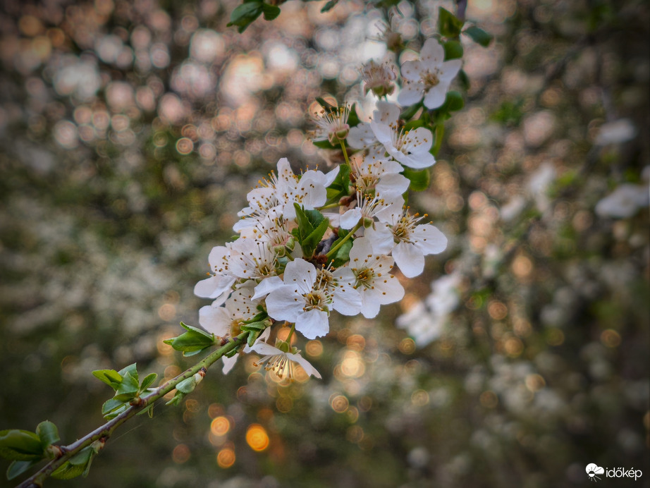 Virágzás március végén