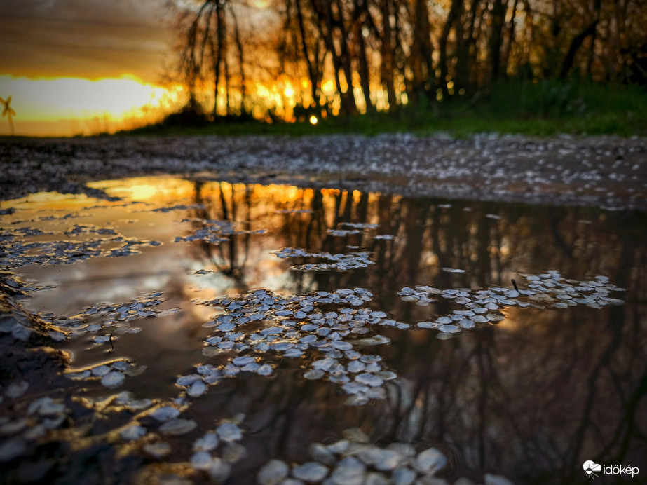 Szirmok szigetei a naplementében