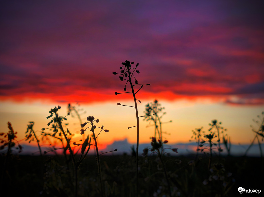 Pásztortáskák a március végi naplementében