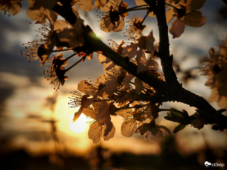 Virágok a nap melegében