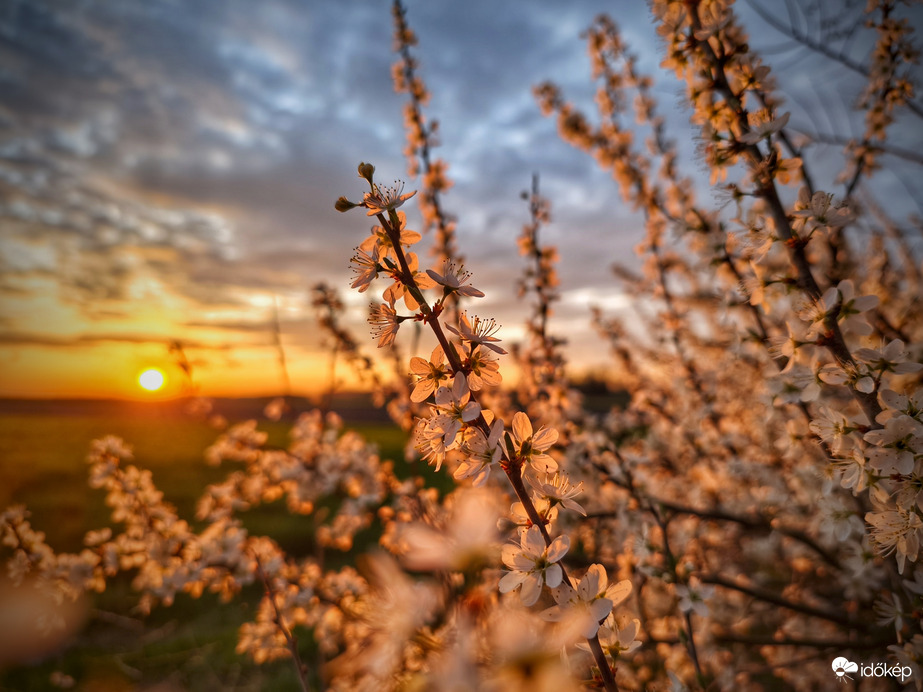 Virágok a naplemente színében