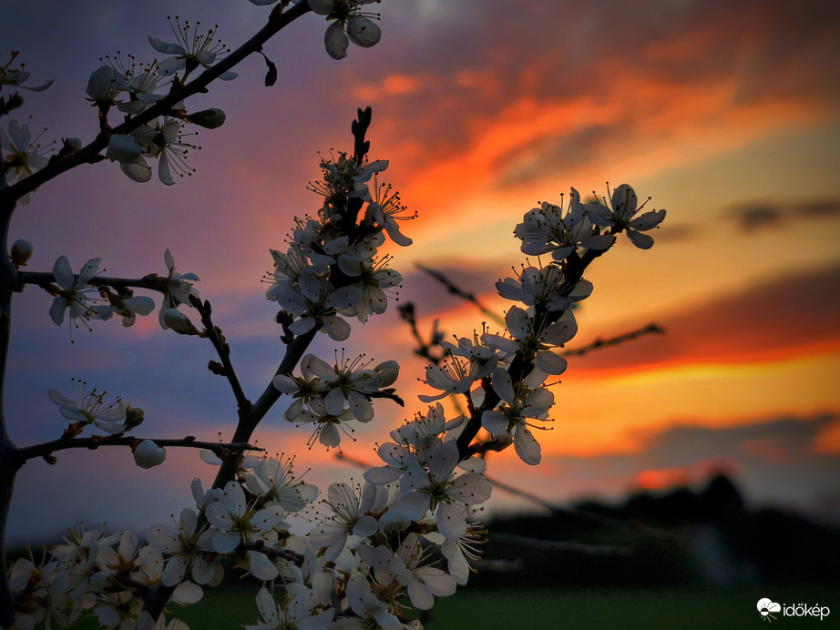 Naplementi virágzás a front után