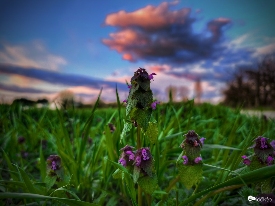Üde tájkép naplemente idején