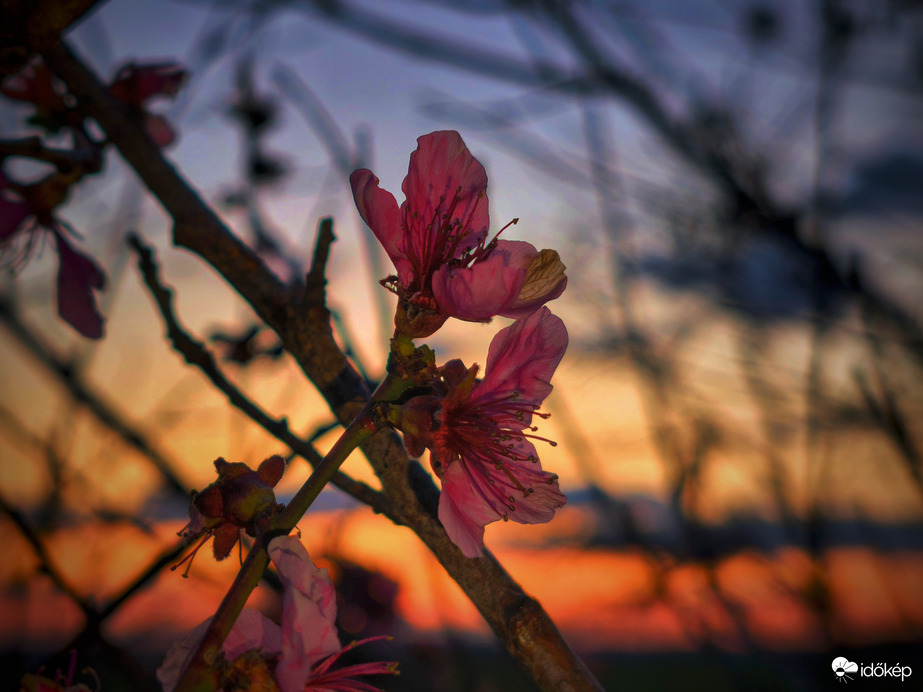 Őket is már megérintette a fagy