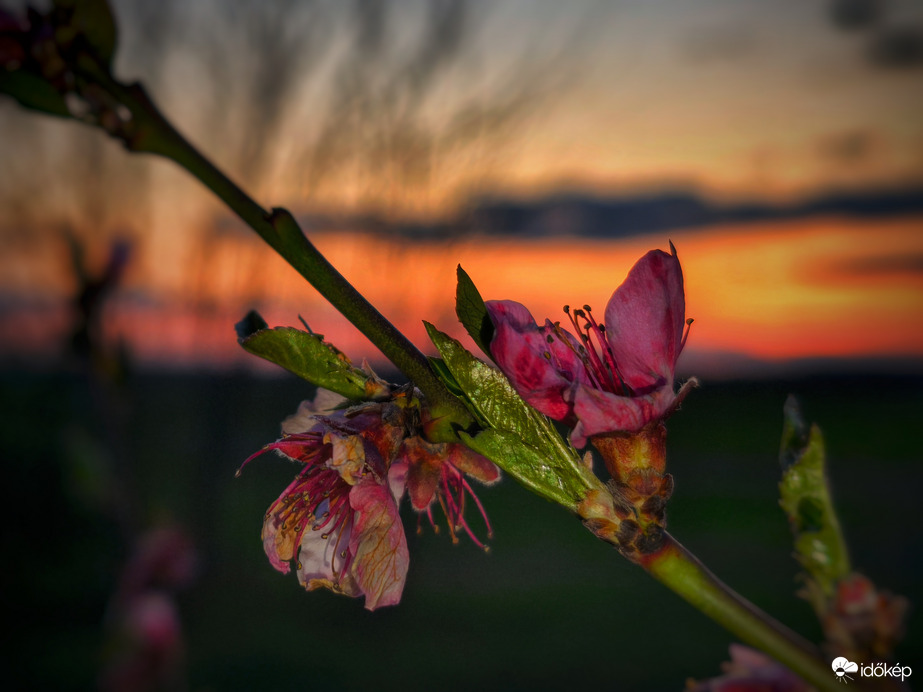 Szomorúságot hozó fagy...