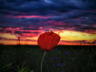 Minden jó, ha pipaccsal végződik