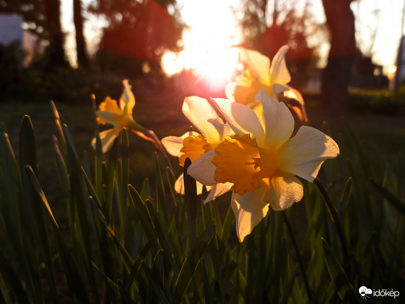 Nárciszok napnyugtakor
