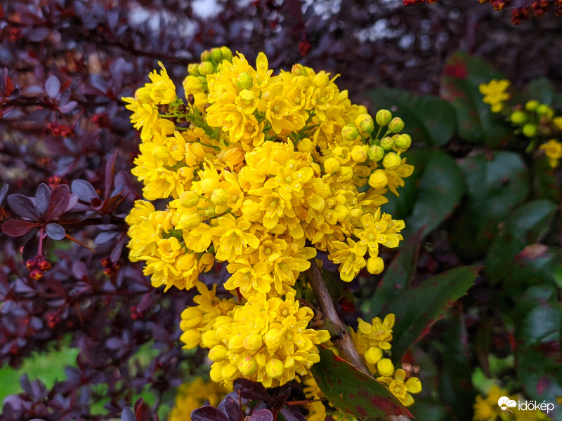 Mahónia a japán borbolyában