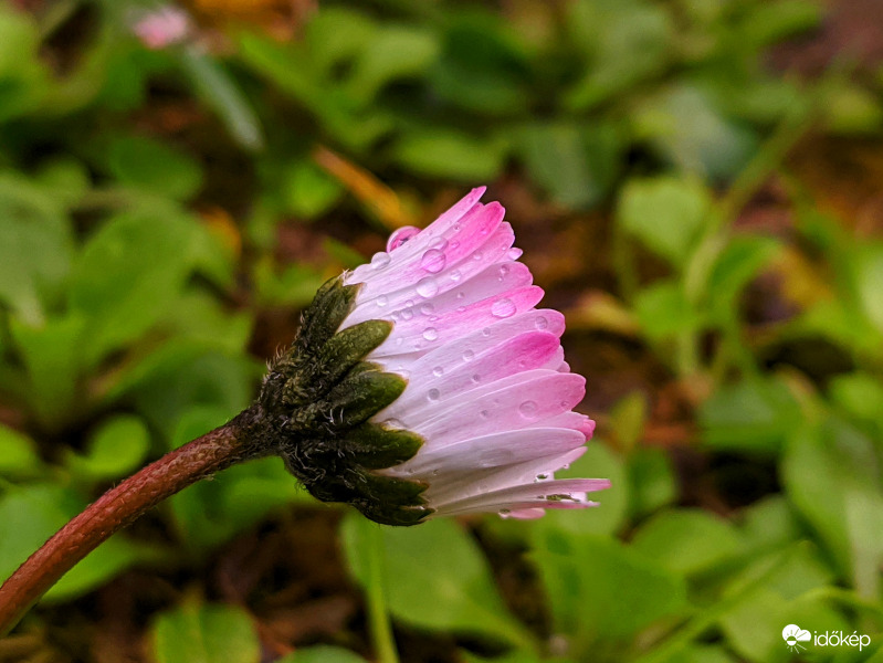 Százszorszép az esőben