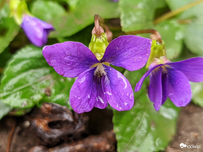 Ibolya az esőben