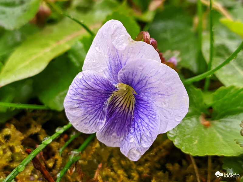 Amerikai Ibolya az esőben