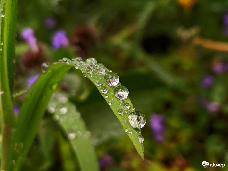 Felsorakozott cseppek