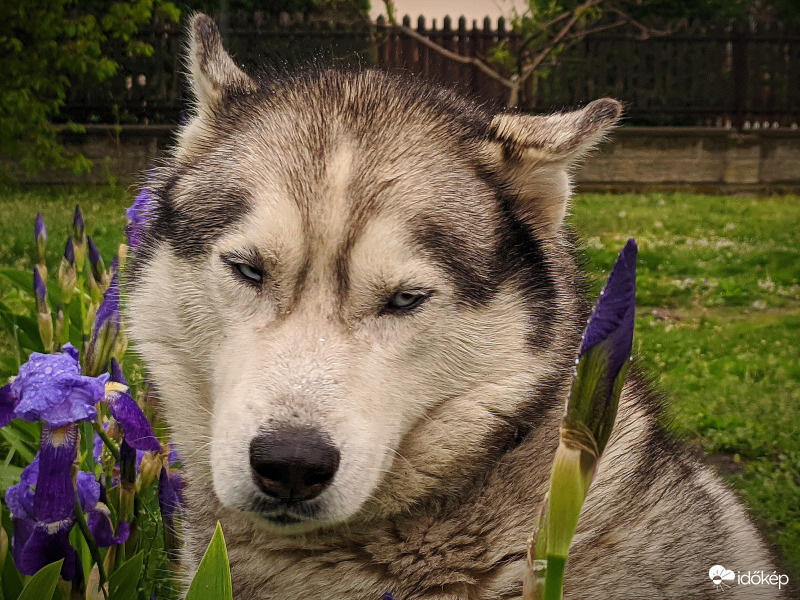 Husky az esőben