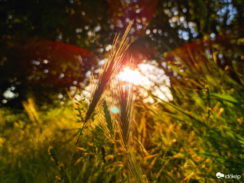 Kalászosok fényfürdőben