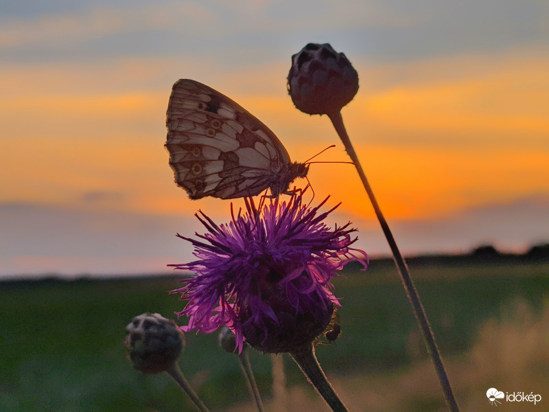 Lepkés alkony