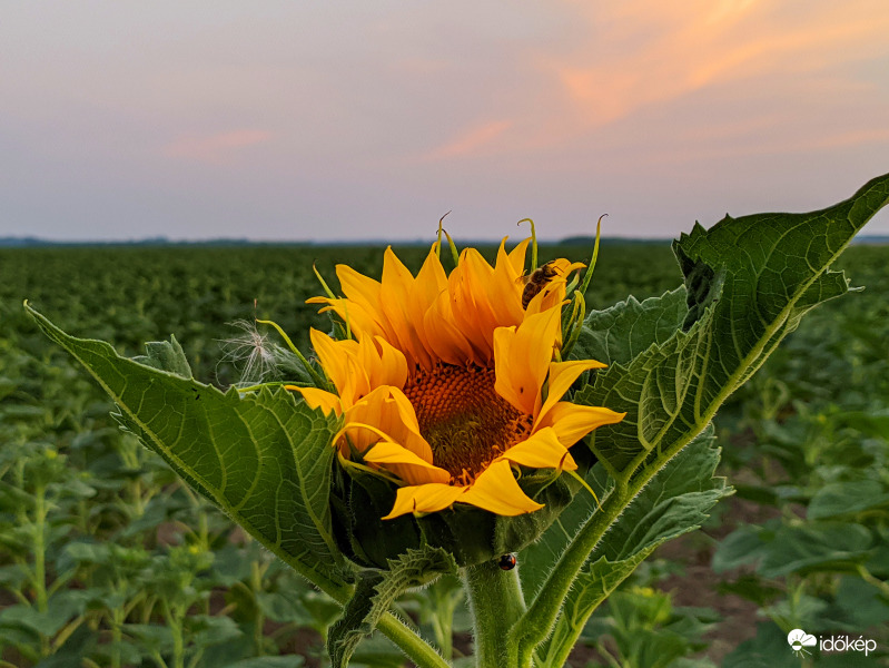 Úttörő napraforgó