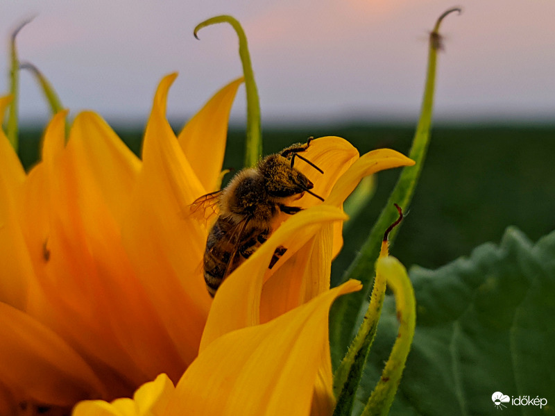 Egy méhnek is feltűnt e sárga szépség