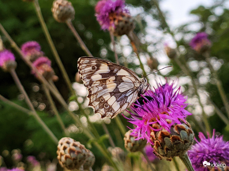 Sakktáblalepke pihenője