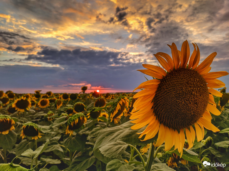 Öntözés utáni napraforgók