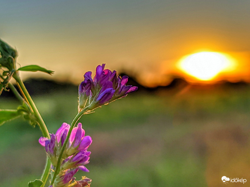 Nap irányába hajolva
