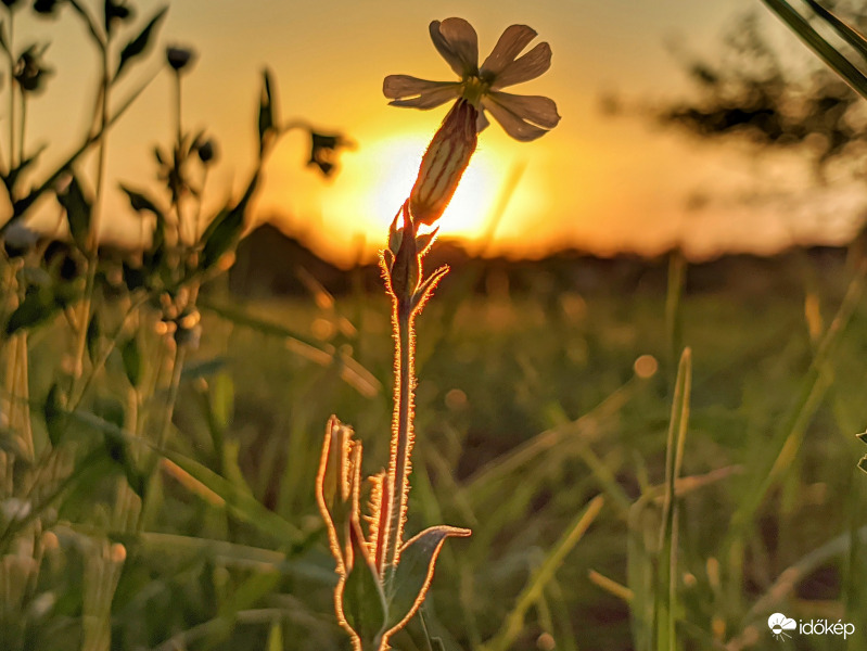 Virág az alkonyban 2.