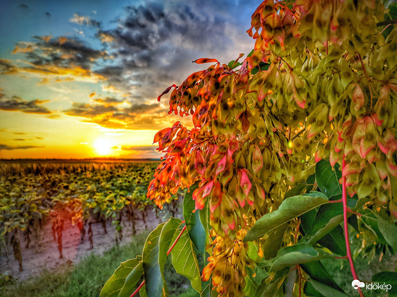Akácfa az augusztusi alkonyban