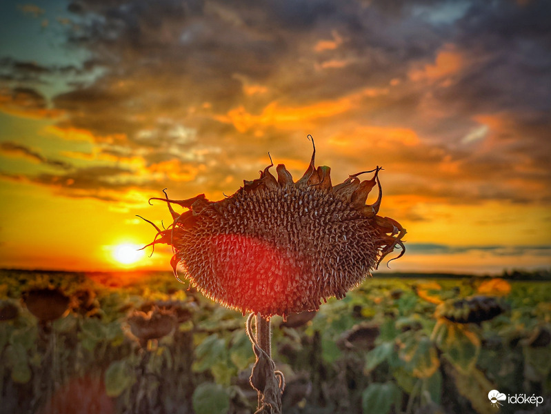 Károsult napraforgó alkonya