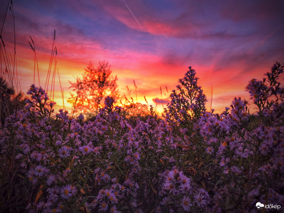 Őszirózsák az októberi naplementében