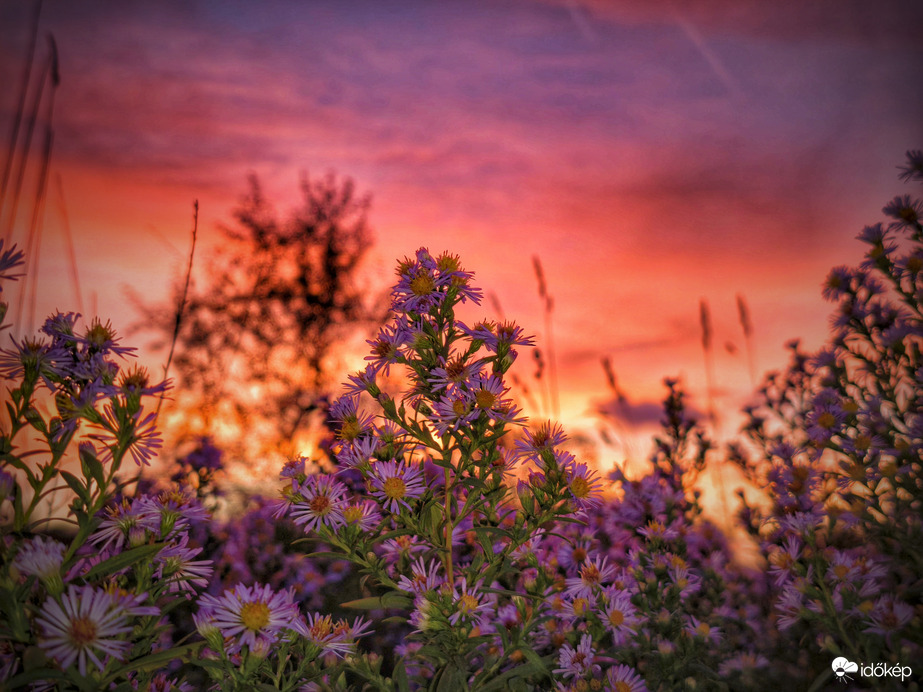 Őszirózsák az októberi ámulatban