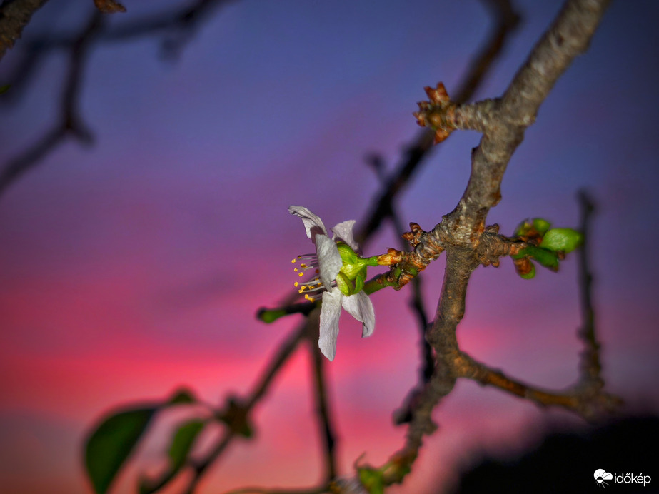 Évszakot tévesztett virágzás