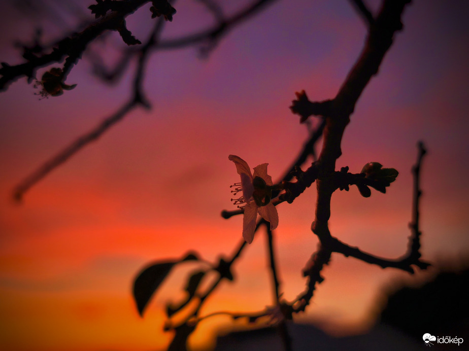 Virágzás az októberi tüzes búcsúban