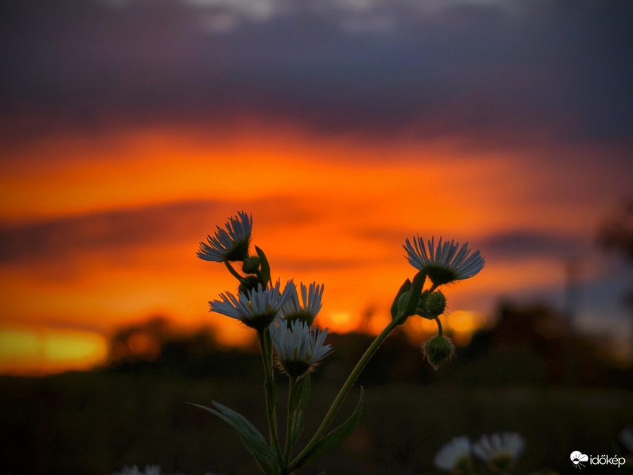 Virágos októberi napbúcsú